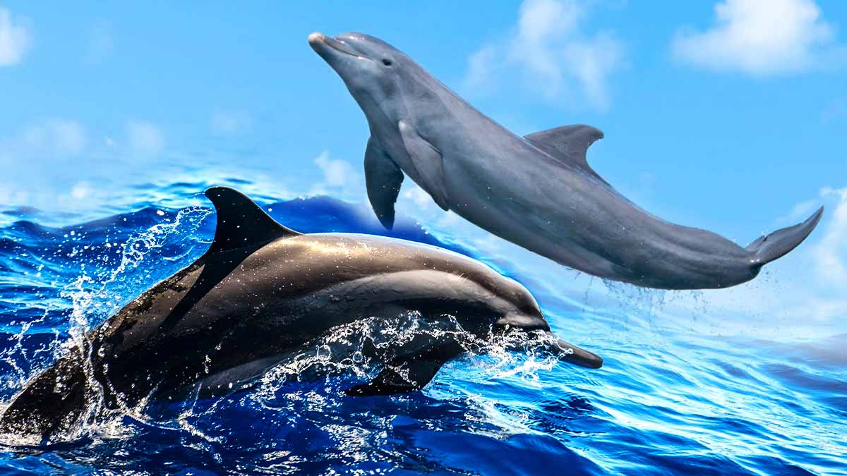 dauphins et les orques