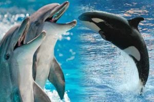 les dauphins et les orques