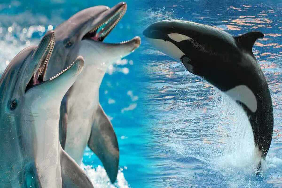 les dauphins et les orques