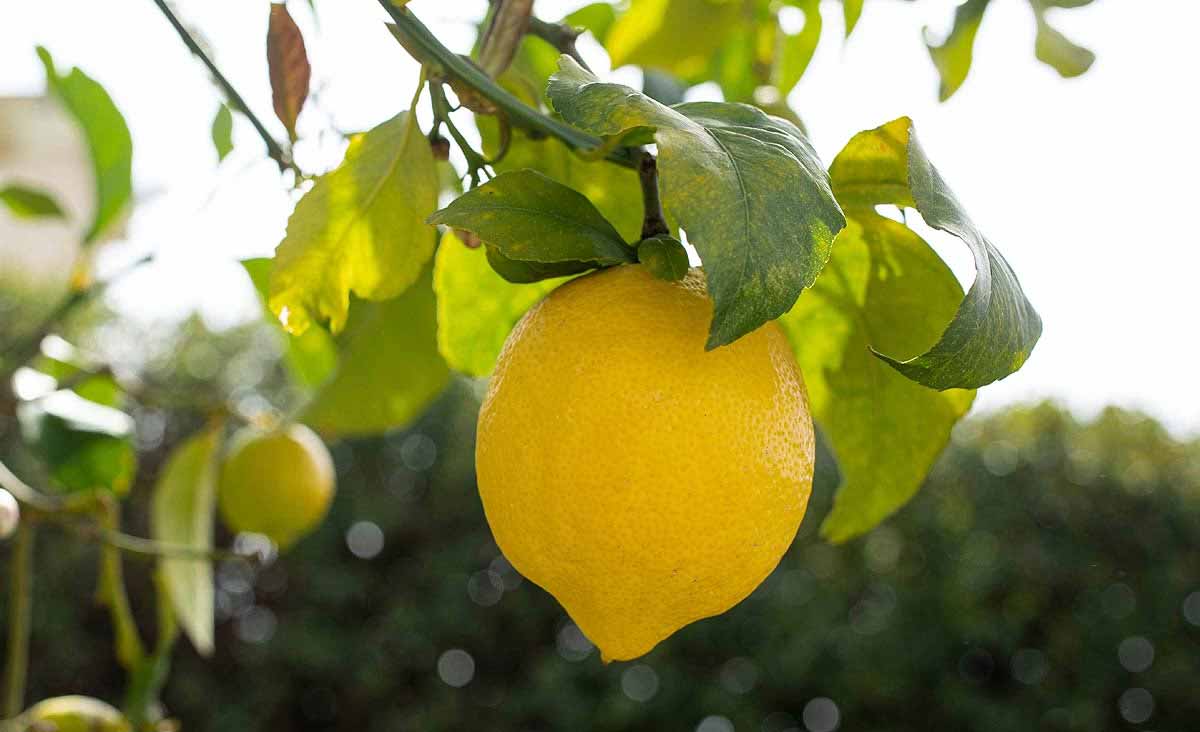 nourrir son citronnier