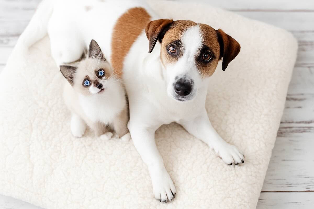 nouvelle taxe sur les animaux domestiques en 2025