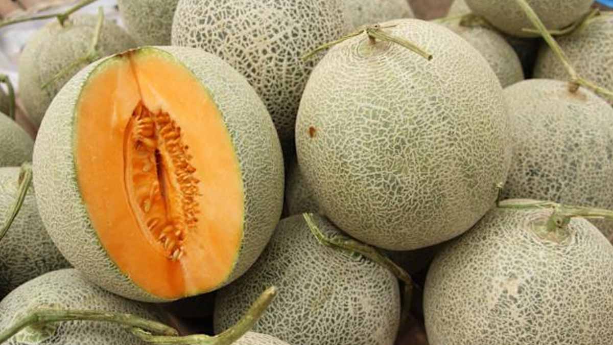 melons