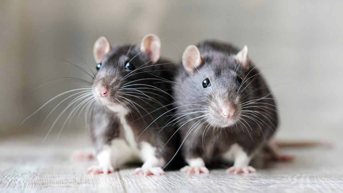Rats et souris