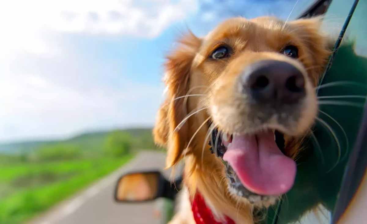 transporter son chien