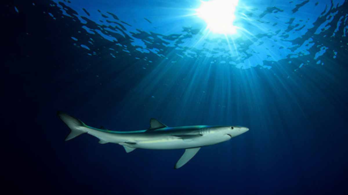 requin