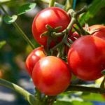 tomates