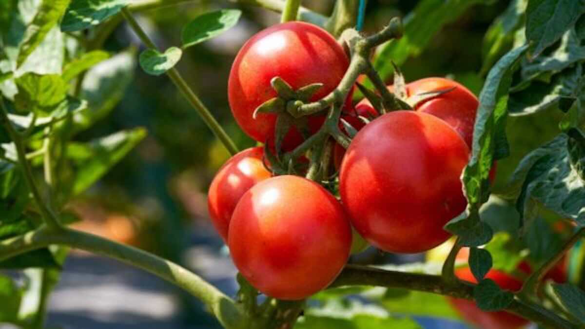 tomates