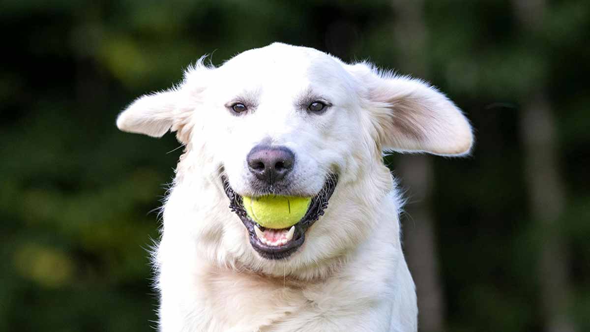 chien