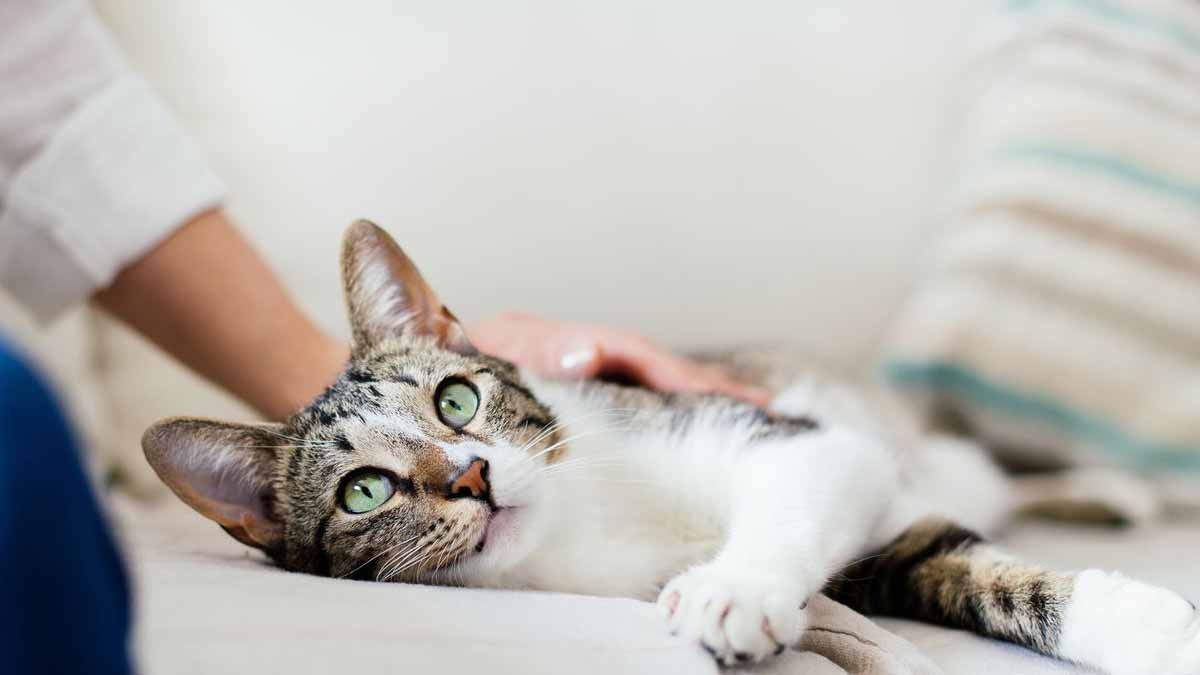 durée de vie d’un chat